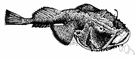 Lophius - type genus of family Lophiidae