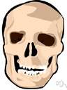 acanthion - the craniometric point at the anterior extremity of the intermaxillary suture