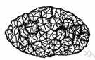 ascoma - an ascocarp having the spore-bearing layer of cells (the hymenium) on a broad disklike receptacle
