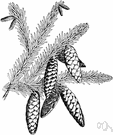 Picea glauca - medium-sized spruce of northeastern North America having short blue-green leaves and slender cones