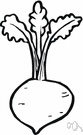 beetroot - beet having a massively swollen red root