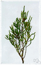 glasswort - fleshy maritime plant having fleshy stems with rudimentary scalelike leaves and small spikes of minute flowers
