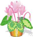 Cyclamen hederifolium