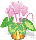 Cyclamen neopolitanum