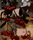 European cranberrybush - deciduous thicket-forming Old World shrub with clusters of white flowers and small bright red berries