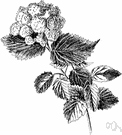 Viburnum recognitum - closely related to southern arrow wood