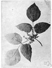 Japanese varnish tree - small Asiatic tree yielding a toxic exudate from which lacquer is obtained