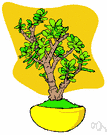 Crassula - type genus of Crassulaceae