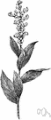Galeopsis tetrahit - coarse bristly Eurasian plant with white or reddish flowers and foliage resembling that of a nettle