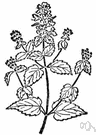 Teucrium marum - Mediterranean germander having small hairy leaves and reddish purple flowers