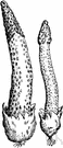 Mutinus caninus - a stinkhorn having a stalk without a cap