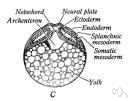 archenteron - central cavity of the gastrula