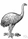 moa - extinct flightless bird of New Zealand