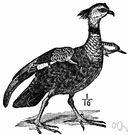 Chauna - crested screamers