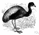 Psophia crepitans - trumpeter of Brazil and Guiana