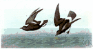 northern storm petrel - sooty black petrel with white markings