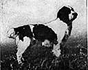 Welsh springer spaniel