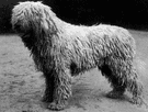 komondor - Hungarian breed of large powerful shaggy-coated white dog