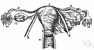 fundus - (anatomy) the base of a hollow organ or that part of the organ farthest from its opening