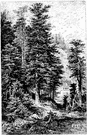red silver fir - medium to tall fir of western North America having a conic crown and branches in tiers