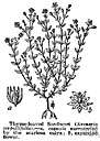 Arenaria caroliniana - deep-rooted perennial of southeastern United States