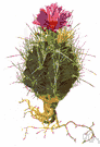 hedgehog cactus - cactus of the genus Echinocactus having stout sharp spines