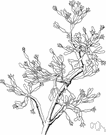 Hatiora - small genus of South American epiphytic or lithophytic cacti