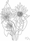 Balsamorhiza - genus of coarse western American herbs with large roots containing an aromatic balsam