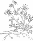 Chamaemelum - small genus of plants sometimes included in genus Anthemis: chamomile