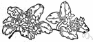Epigaea - small creeping evergreen shrubs: trailing arbutus