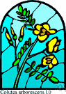 genus Colutea - small genus of Eurasian shrubs with yellow flowers and bladdery pods