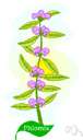 phlomis