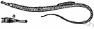 pipefish - fish with long tubular snout and slim body covered with bony plates