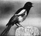Pica pica hudsonia - a magpie of Rocky Mountains in North America