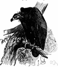 Aegypius monachus - of southern Eurasia and northern Africa