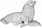 Eumetopias - sea lions