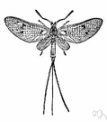 ephemeropteran - short-lived insect