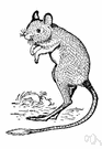 Jaculus jaculus - a variety of jerboa