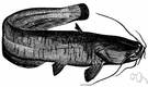 Silurus - type genus of the Siluridae: catfishes