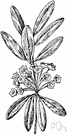 vegetable sheep - perennial prostrate mat-forming herb with hoary woolly foliage