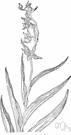 Epipactis helleborine - European orchid with spikes of green and pinkish or purplish flowers