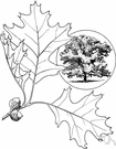 Quercus velutina - medium to large deciduous timber tree of the eastern United States and southeastern Canada having dark outer bark and yellow inner bark used for tanning