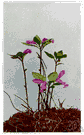 bird-on-the-wing - common trailing perennial milkwort of eastern North America having leaves like wintergreen and usually rosy-purple flowers with winged sepals