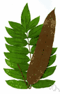 leather fern - stout tropical swamp fern (especially tropical America) having large fronds with golden yellow sporangia covering the undersides