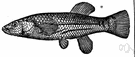 striped killifish - black-barred fish of bays and coastal marshes of the Atlantic and Gulf Coast of the United States