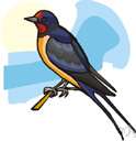barn swallow - common swallow of North America and Europe that nests in barns etc.