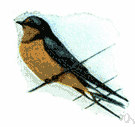 chimney swallow - common swallow of North America and Europe that nests in barns etc.
