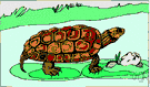 smooth softshell - river turtle of Mississippi basin