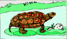 Trionyx muticus - river turtle of Mississippi basin