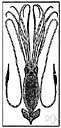 Architeuthis - largest mollusk known about but never seen (to 60 feet long)